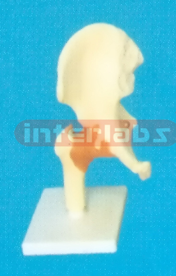 ADVANCED BIG LEFT HIP JOINT-FUNCTIONAL MODEL WEST-TYPE